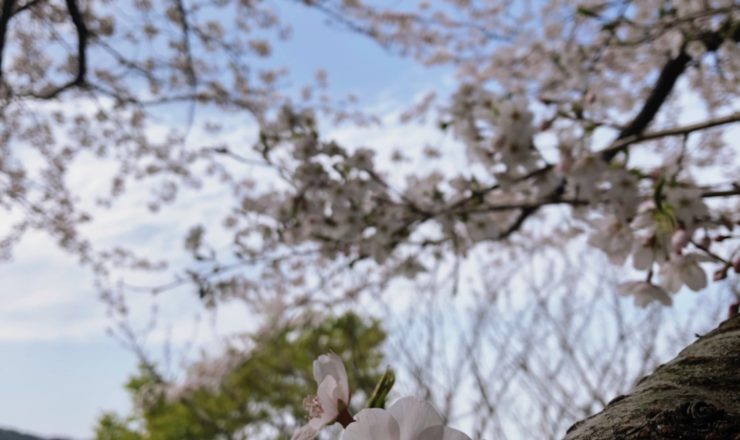 篠栗町　カブトの森公園の桜