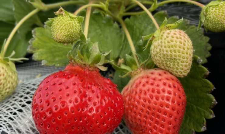 やすこうち農園　イチゴ狩り